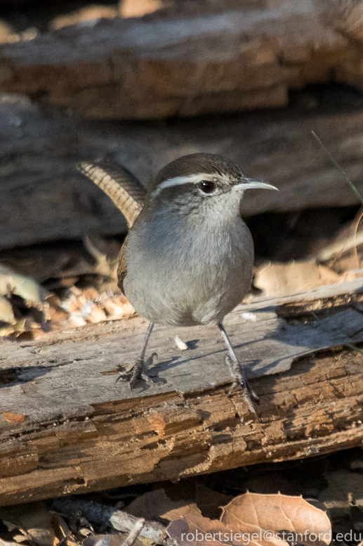 bewick's wren